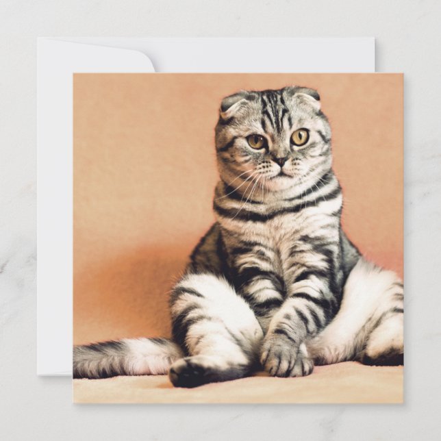 Cartão Gatinho Bonito Desenterrado (Frente)