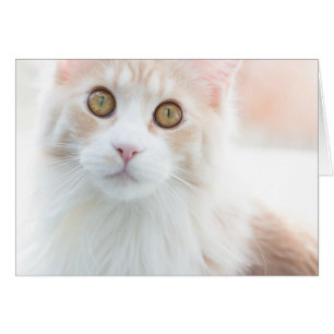 Cartão Gatinho bonito do racum de Maine
