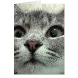 Cartão Gatinho bonito, Gute Besserung