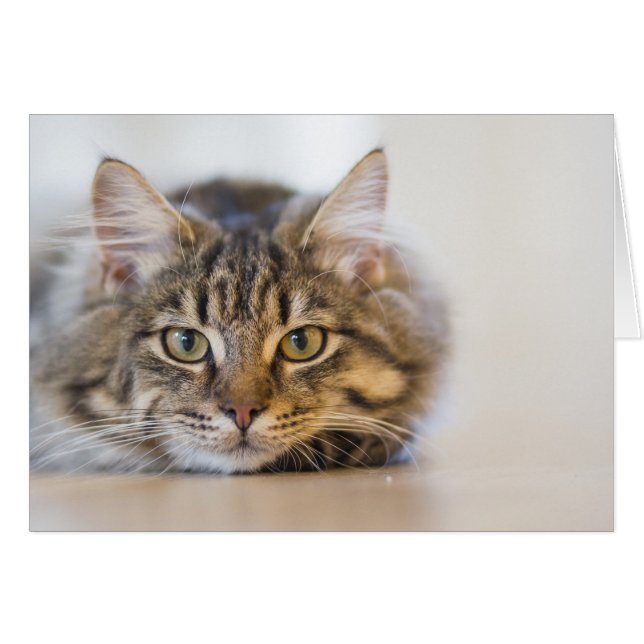 Cartão Gatinho bonito olhando para você (Frente Horizontal)