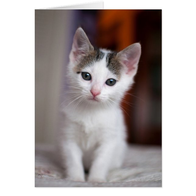 Cartão Gatinho branco (Frente)