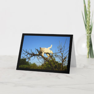 Cartão Gatinho Branco Desajeitado na Amendoeira