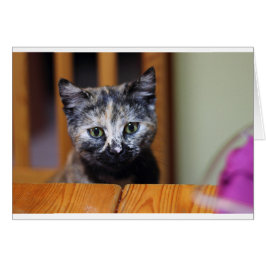 Cartão Gatinho branco e preto