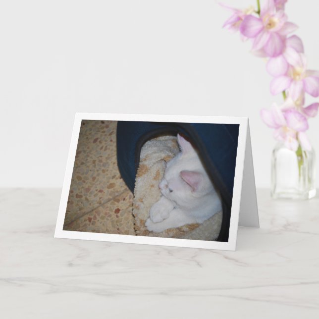 Cartão Gatinho Branco na Cama de Gato (Orquídea)