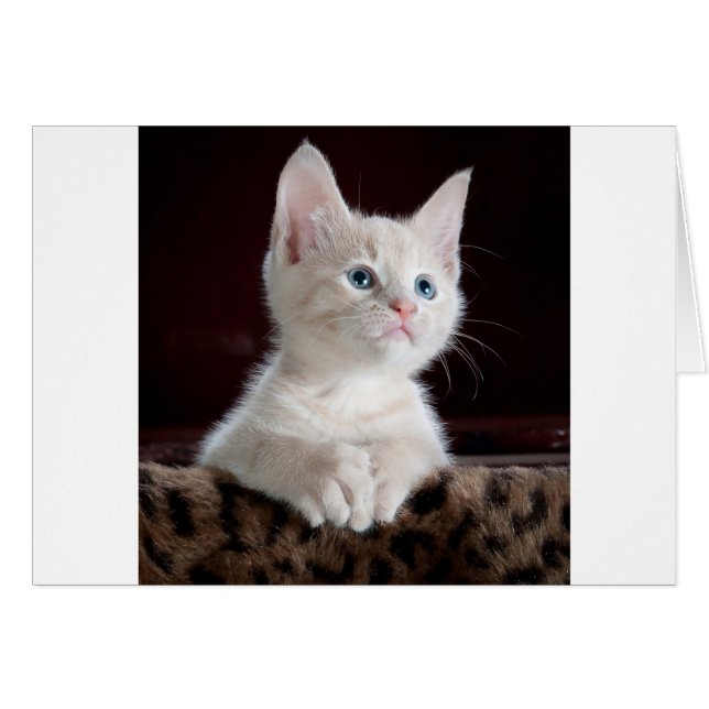 Cartão Gatinho branco super bonito (Frente Horizontal)