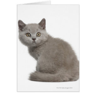 Cartão Gatinho britânico de Shorthair (10 semanas velho)