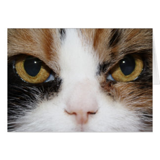 Cartão Gatinho Calico