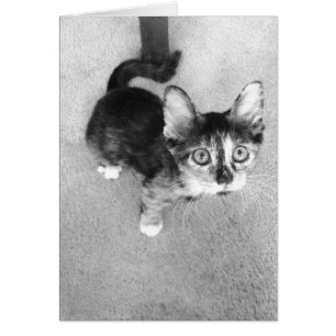 Cartão gatinho calico, preto e branco