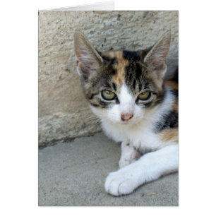 Cartão Gatinho da chita