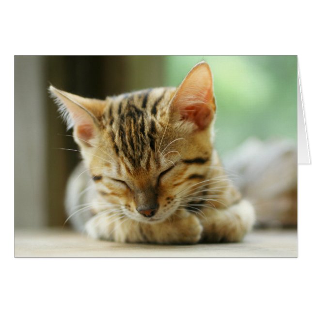 Cartão Gatinho De Bebê Dormindo (Frente Horizontal)