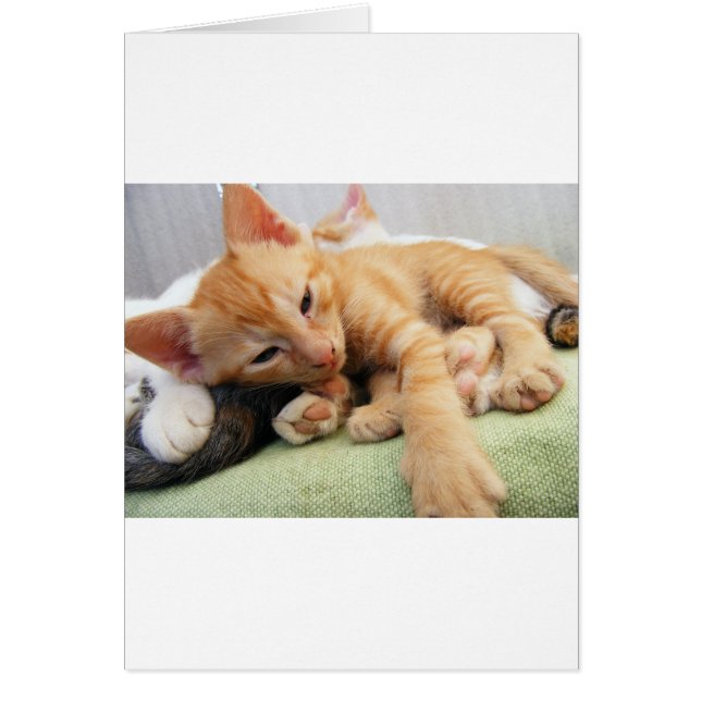 Cartão Gatinho De Gelado De Tigre (Frente)