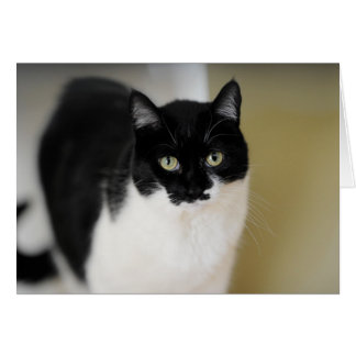 Cartão Gatinho de Katie