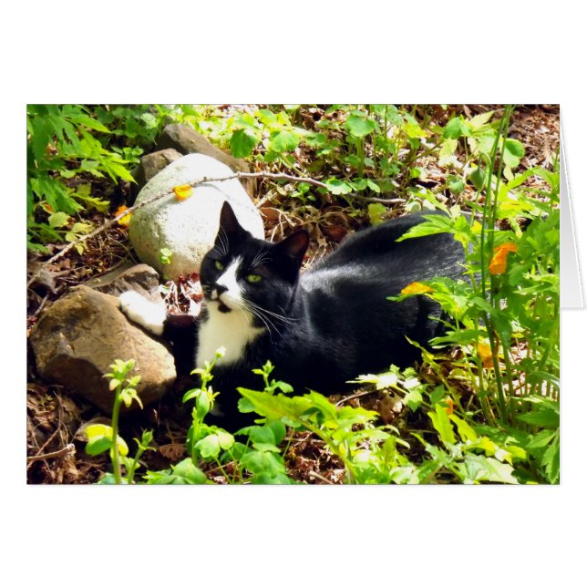 Cartão Gatinho do jardim (Frente horizontal)