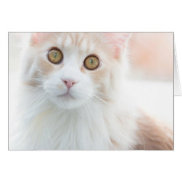 Cartão Gatinho do Maine Coon