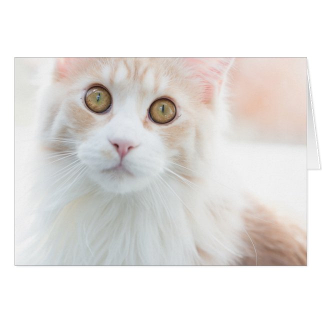 Cartão Gatinho do Maine Coon (Frente Horizontal)