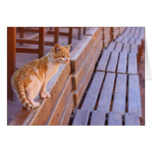 Cartão Gatinho do por do sol