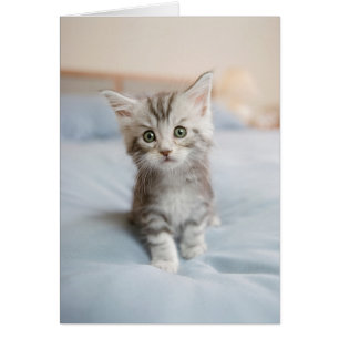 Cartão Gatinho do racum de Maine