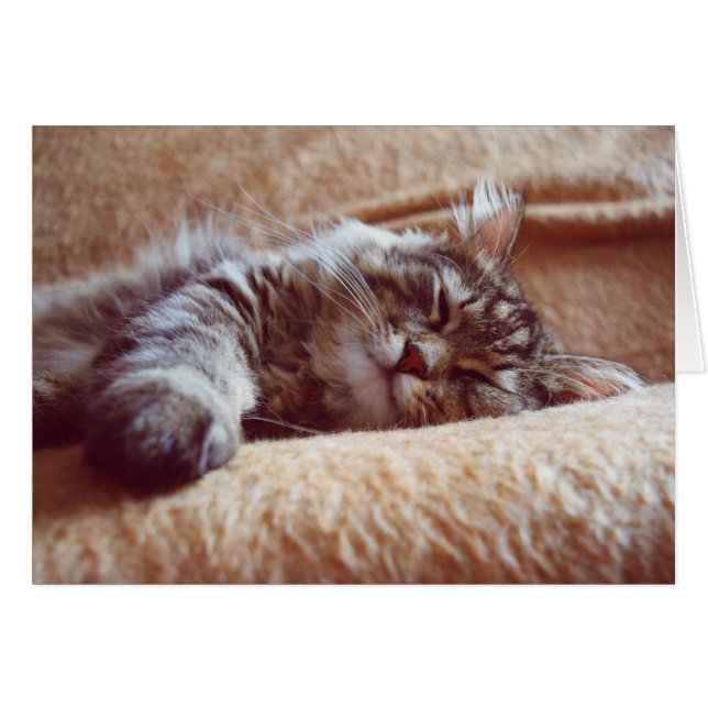 Cartão Gatinho Dormindo (Frente Horizontal)