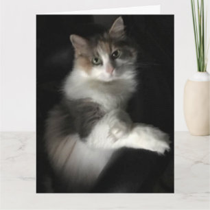 Cartão gatinho falhado