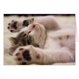 Cartão Gatinho Fofo