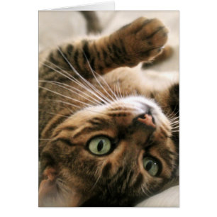 Cartão Gatinho Gato Bengala Cachorro Cachorro Vestido Dei
