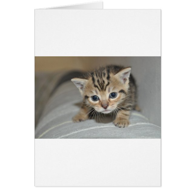 Cartão Gatinho Jovem (Frente)