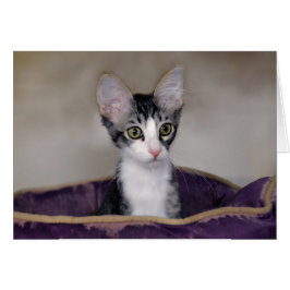 Cartão Gatinho Listrado numa Cama Roxa