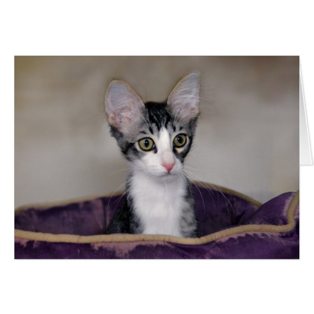Cartão Gatinho Listrado numa Cama Roxa (Frente Horizontal)
