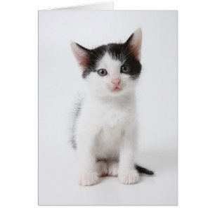 Cartão Gatinho manchado preto