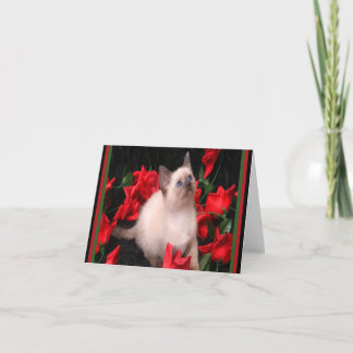 Cartão Gatinho nas placas de nota do Rosa