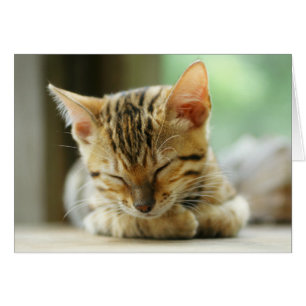 Cartão Gatinho pequeno do bebê do sono