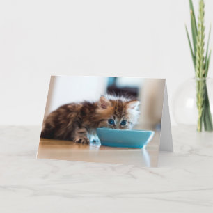 Cartão Gatinho persa novo