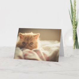 Cartão Gatinho Pérsico De Nenhumas Ficam Bem