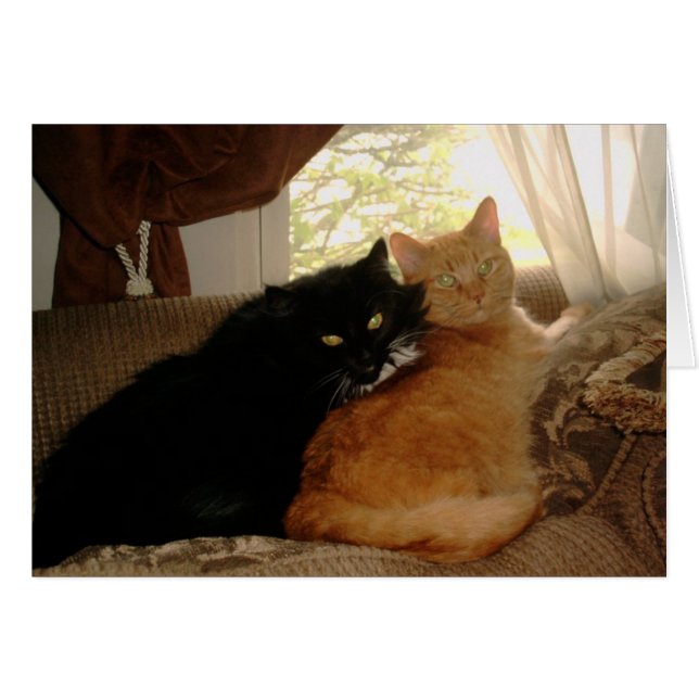 Cartão Gatinho PICT0017 e Tishabella (Frente Horizontal)