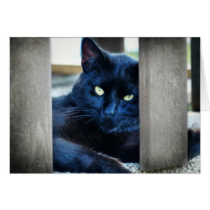 Cartão Gatinho Preto