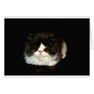 Cartão Gatinho preto e branco
