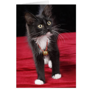 Cartão Gatinho preto e branco de pelo curto, 2 meses e me