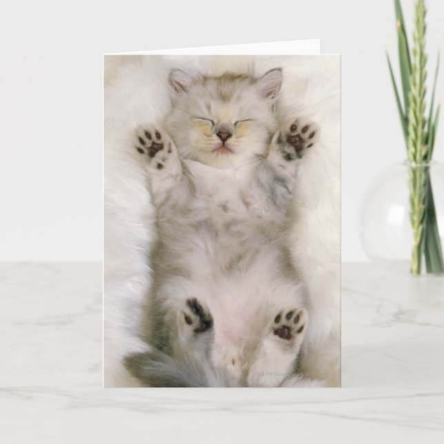 Cartão Gatinho que dorme em um tapete macio branco, (Frente)