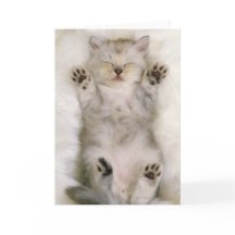 Gatinho que dorme em um tapete macio branco,