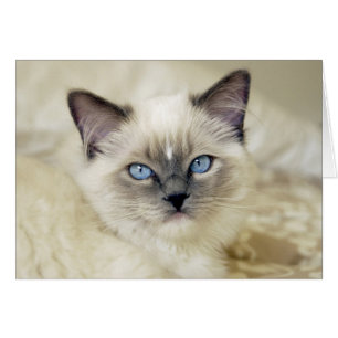 Cartão Gatinho Ragdoll