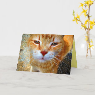Cartão Gatinho Ruivo Fofo Gatinho Pequeno Amigável