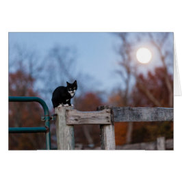 Cartão Gatinho sob a Lua cheia
