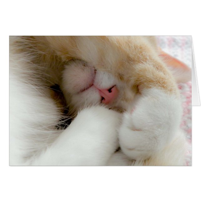 Cartão Gatinho sonolento (Frente Horizontal)