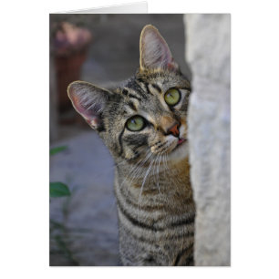 Cartão Gatinho triste (gato bengal)