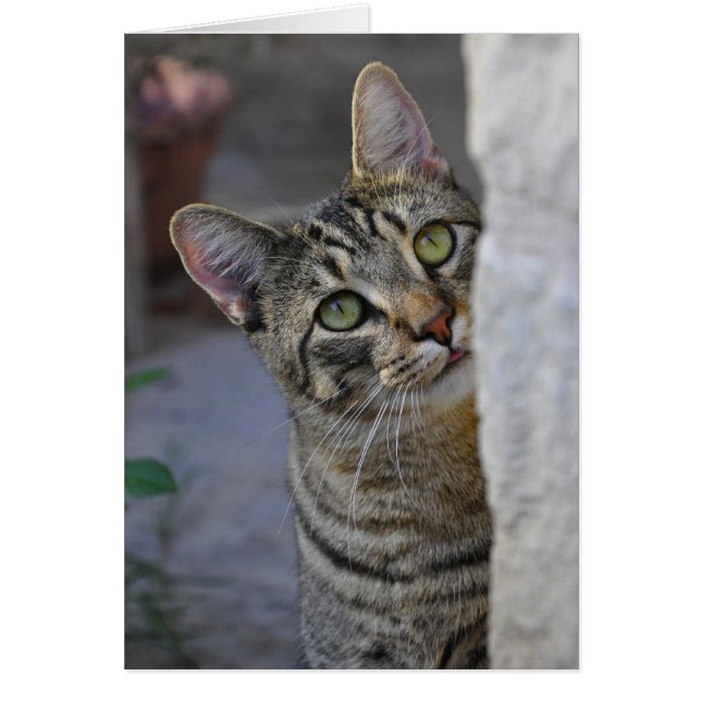 Cartão Gatinho triste (gato bengal) (Frente)