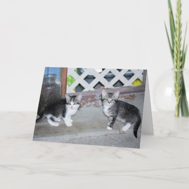 Cartão Gatinhos (Frente)