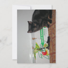 Cartão Gatinhos