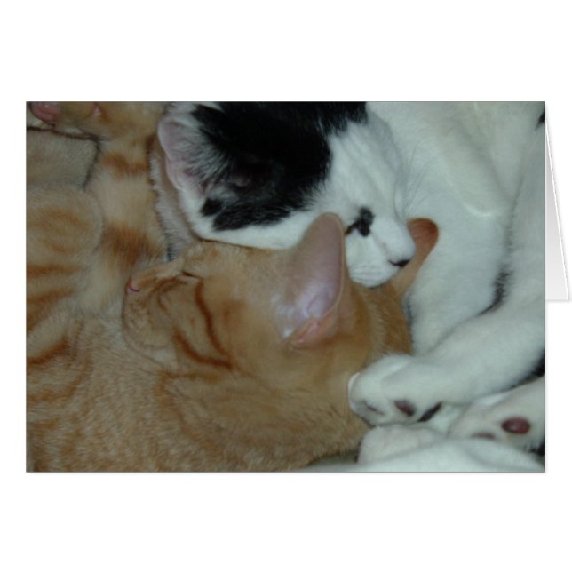 Cartão Gatinhos apaixonados (Frente Horizontal)