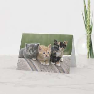 Cartão Gatinhos de celeiro num cobertor de cavalos