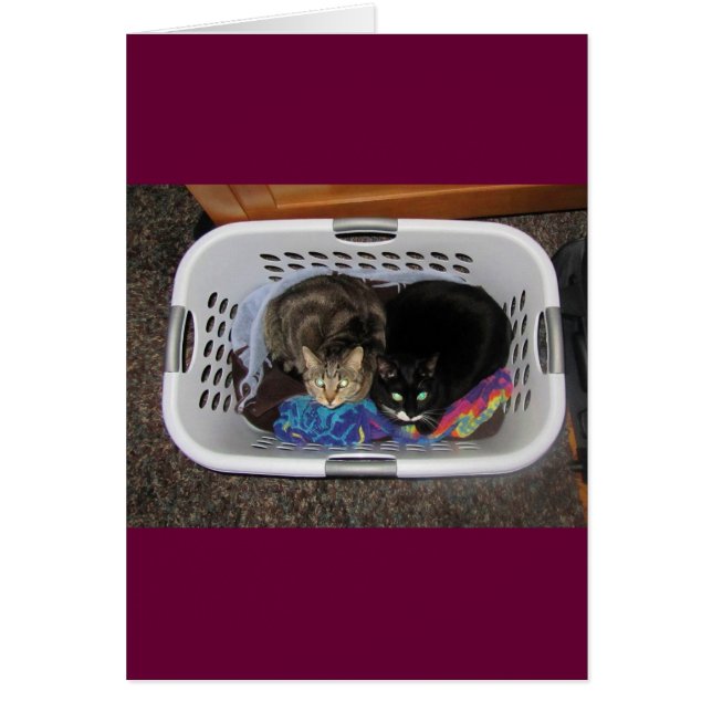 Cartão Gatinhos de soquete (Frente)